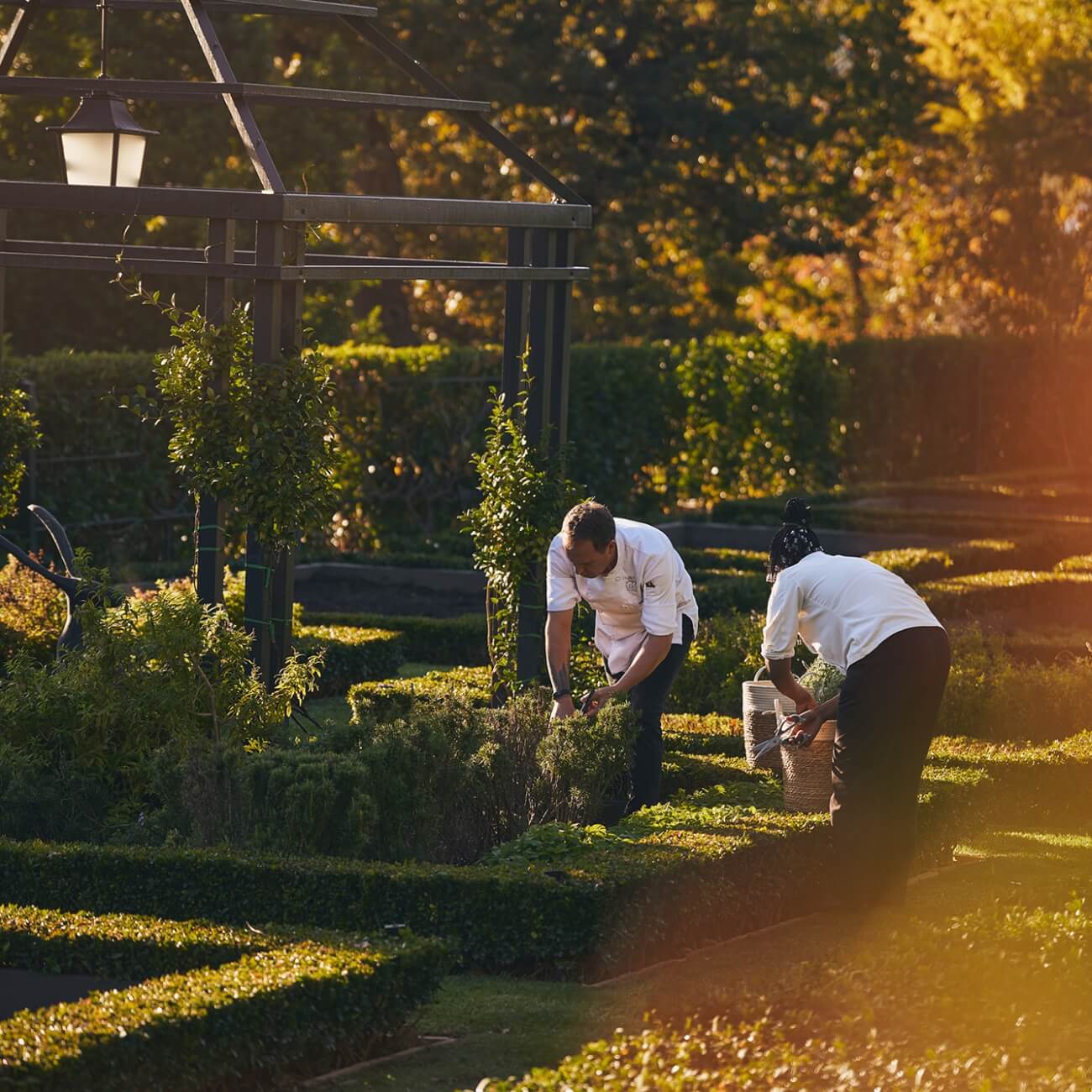 67bc54dc64375-Herb Garden Harvest (5)@2x